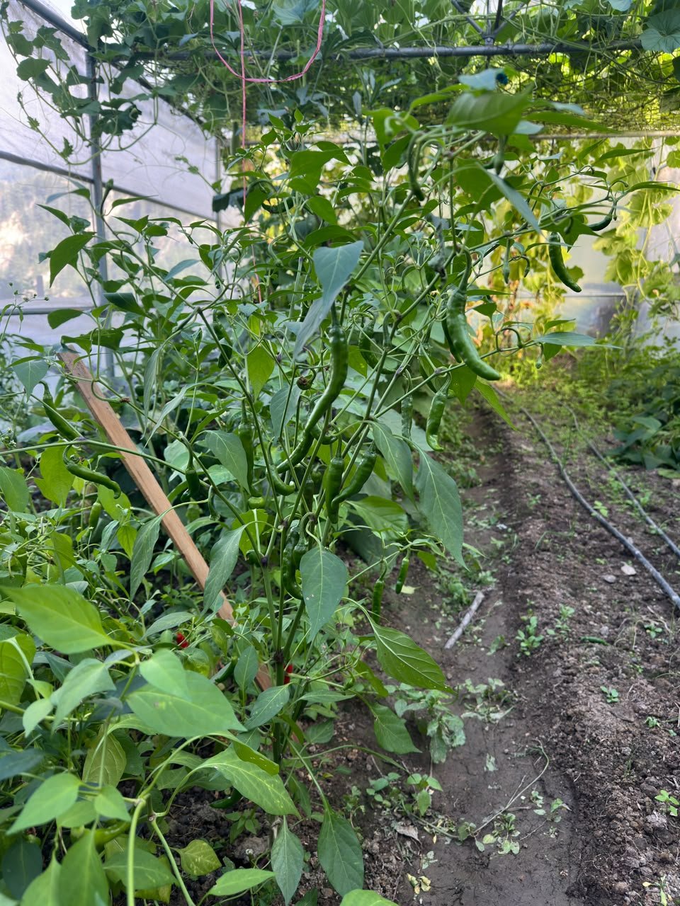 Organic vegetables growing on the farm in Kuarsi
